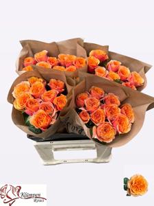 10x Rosa southpark 40cm