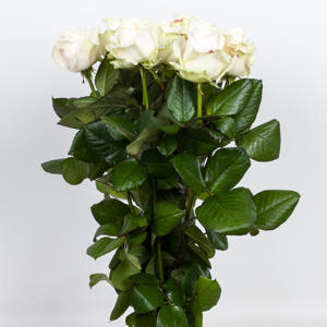 10x Rosa lovely avalanche 60cm