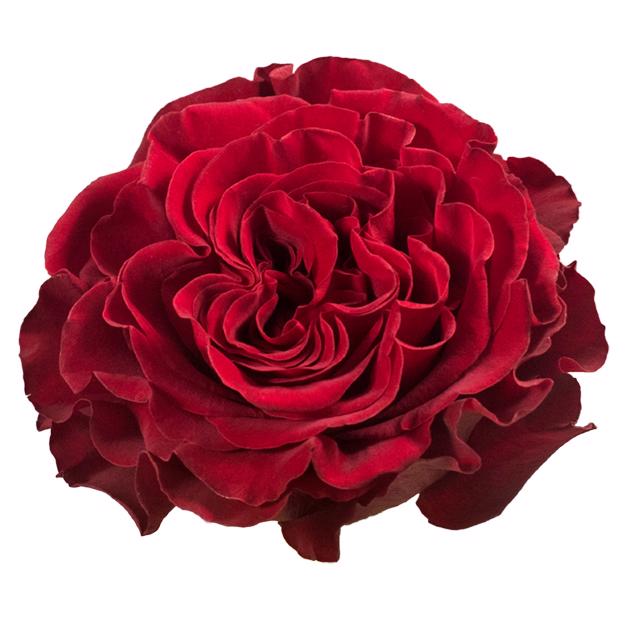 25x Rosa hearts 50cm