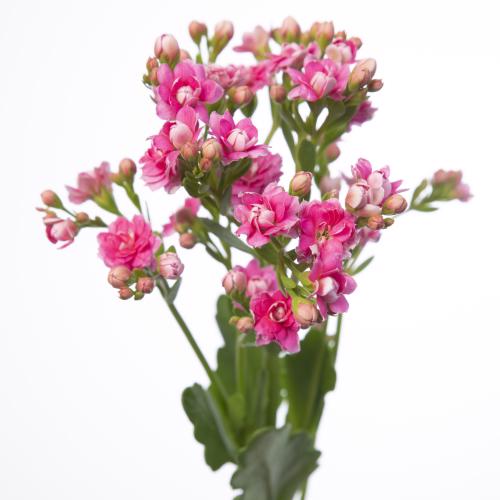 10x Kalanchoe sensual pink meadow 30cm