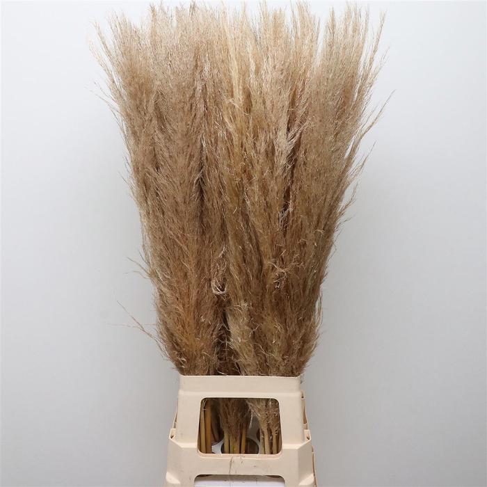 50x Gs cortaderia evita 80cm
