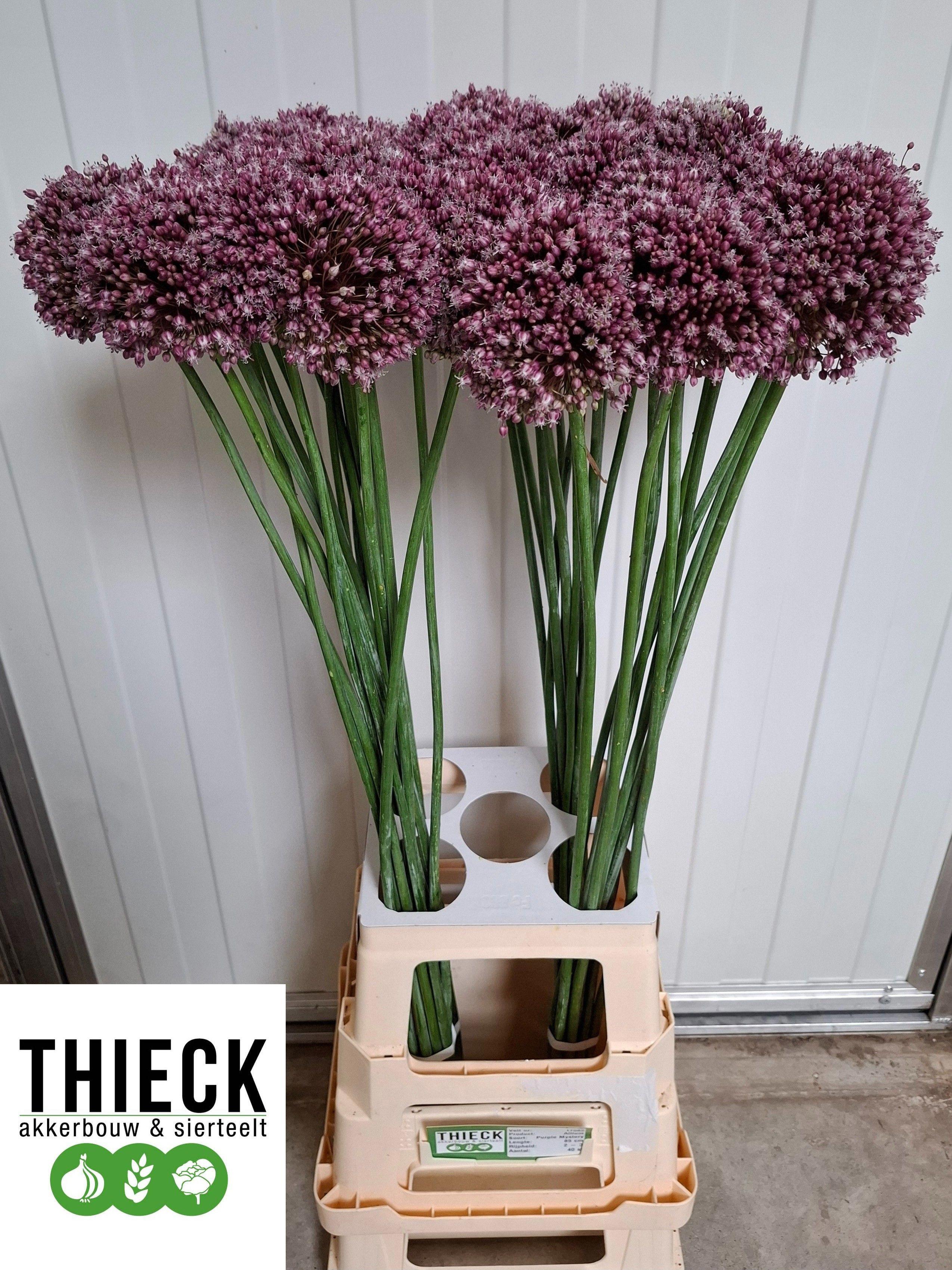 10x Allium purple mystery 70cm