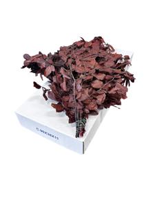 5x Dc fagus bordeaux gestabiliseerd 70cm