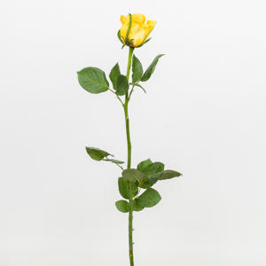 20x Rosa moonwalk 50cm