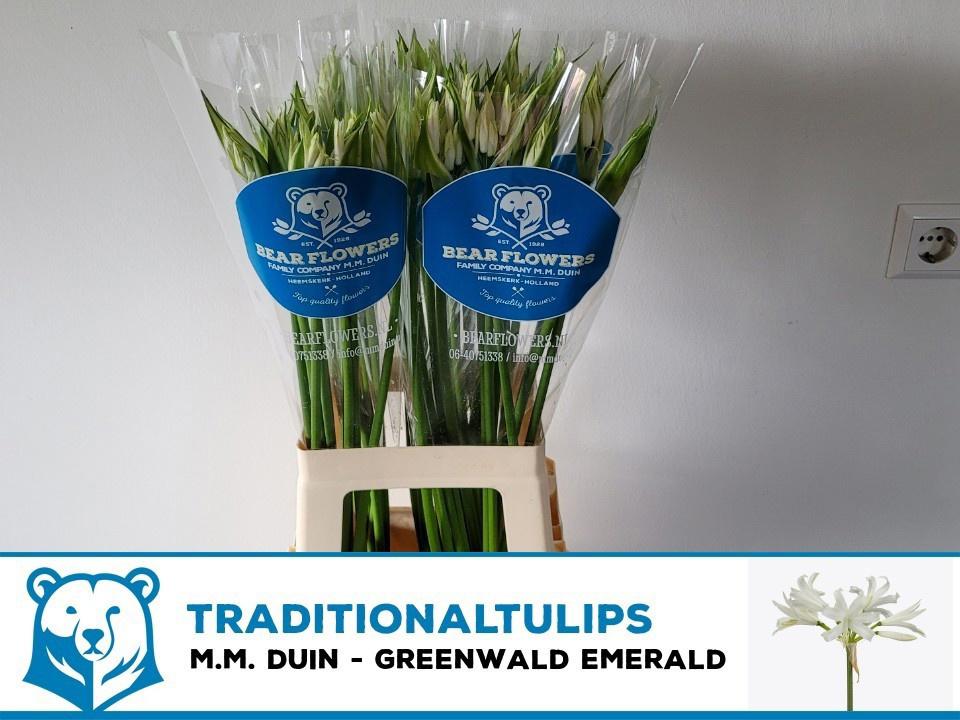 10x Nerine greenwald emerald 70cm