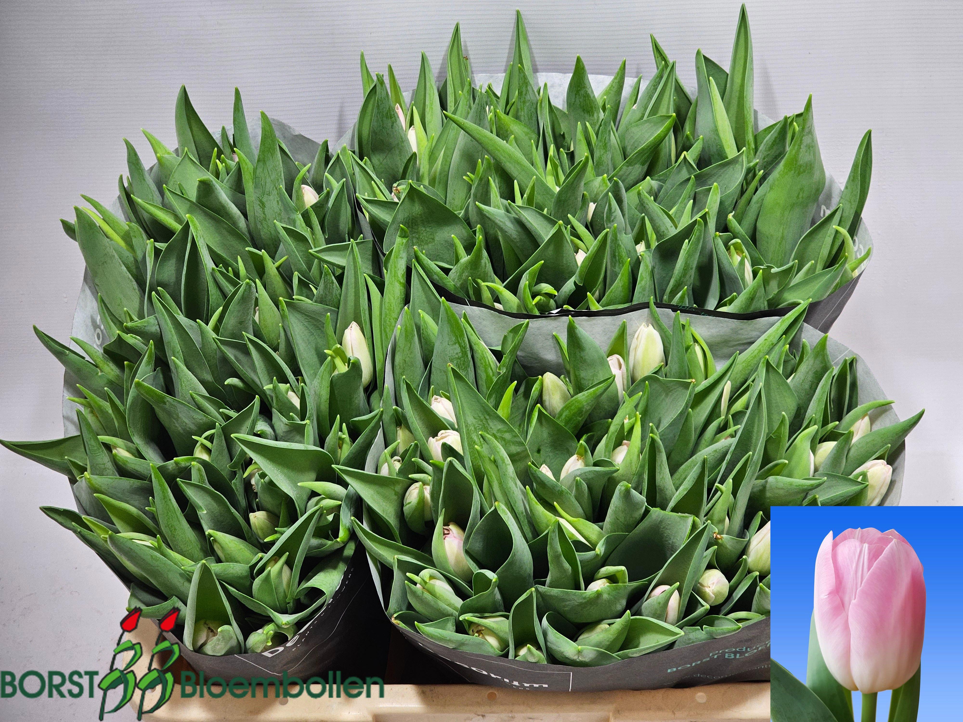 50x Tulipa dynasty en 40cm