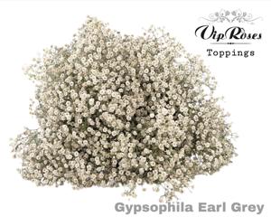25x Gipskruid xlence earl grey 80cm