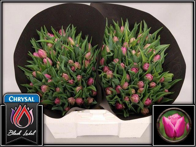 50x Tulipa double princess du 30cm