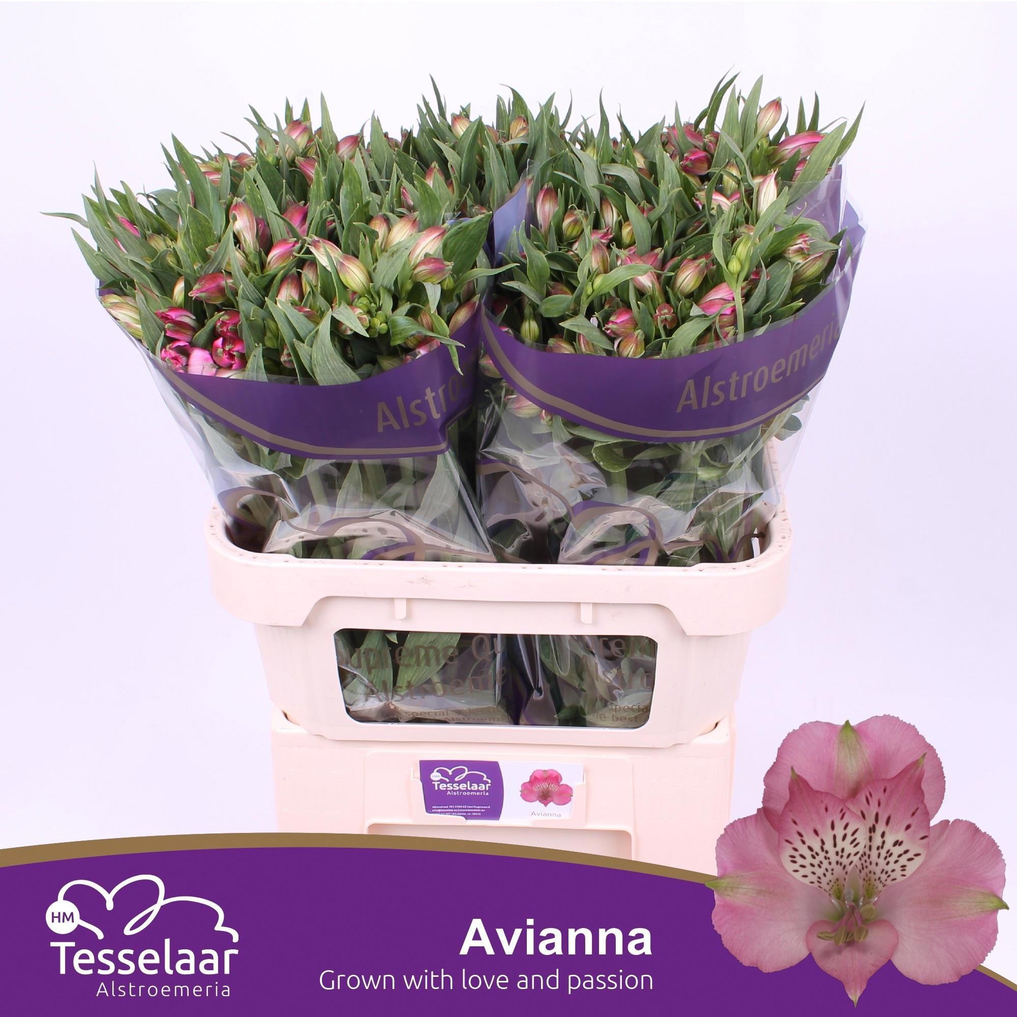 10x Alstroemeria avianna 70cm