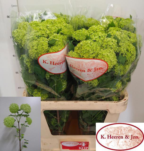 10x Vibur.roseum 80cm