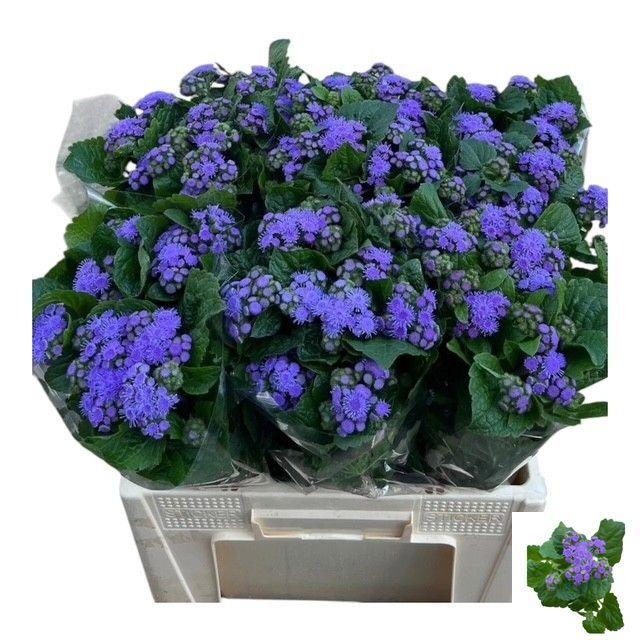 10x Ageratum blue planet 60cm