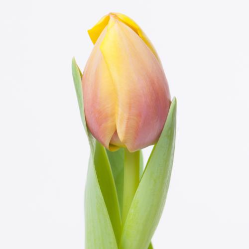 50x Tulipa marit en 40cm