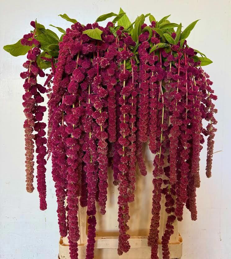 10x Amaran.hang rosary 80cm