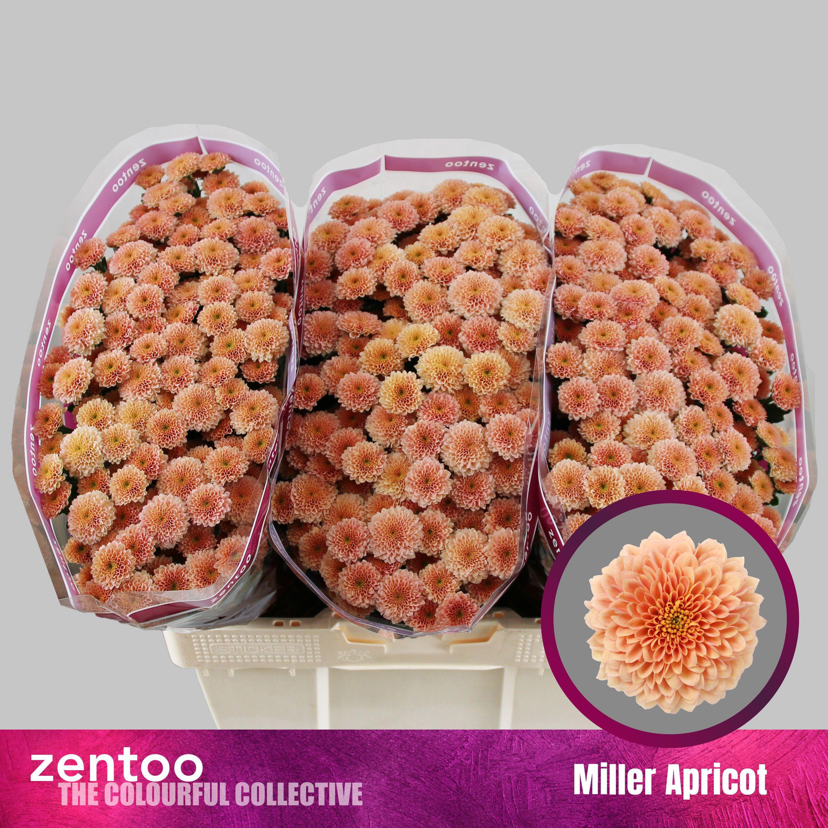 25x Chrysant san.miller apricot 50cm