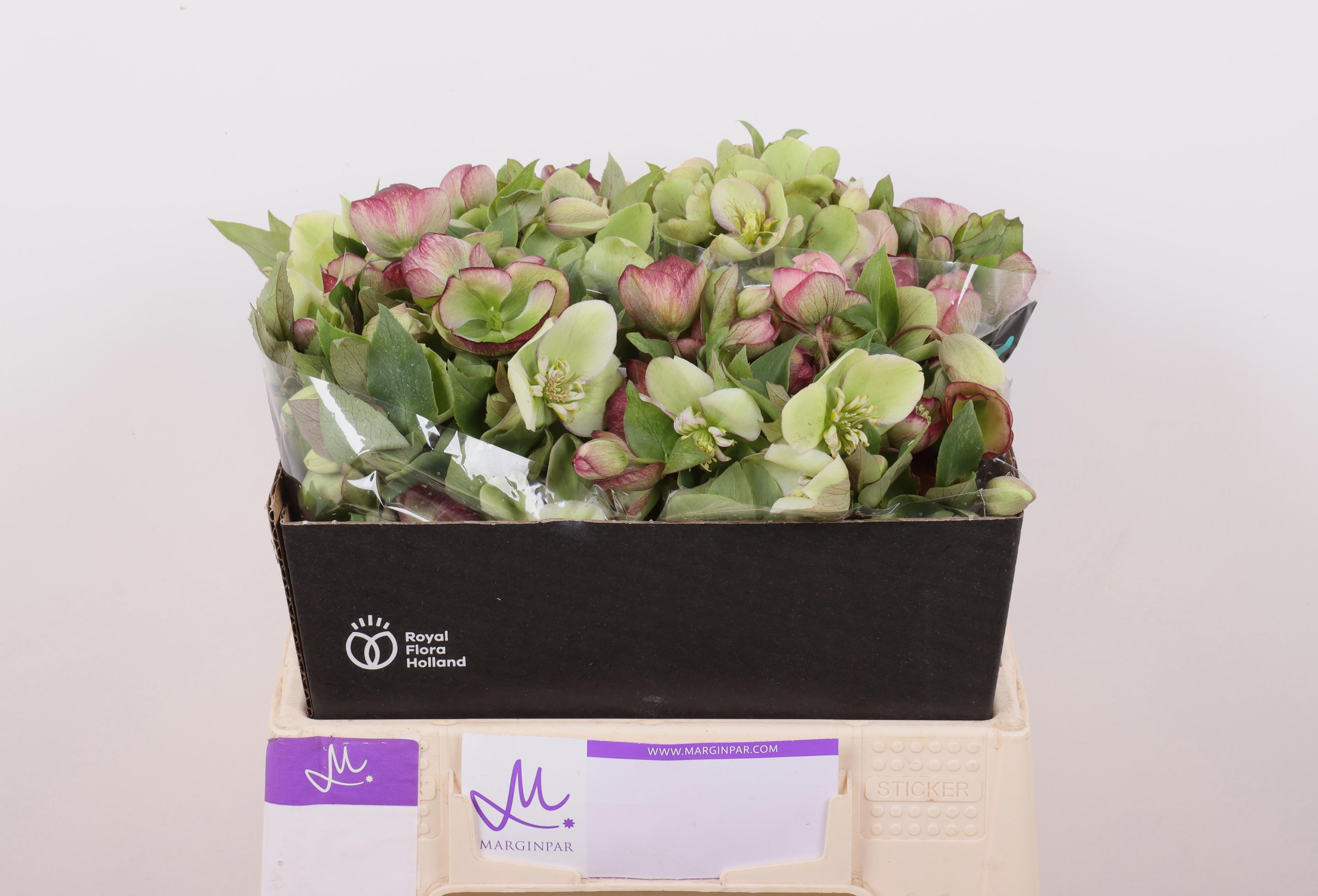 10x Helleborus mammoth mix 40cm