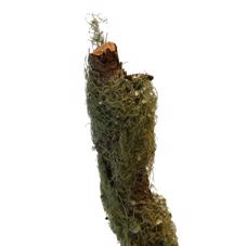 5x Tk mostakken/lichen 80cm