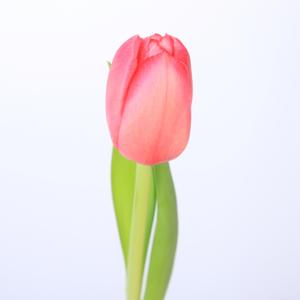 50x Tulipa ace pink en 40cm