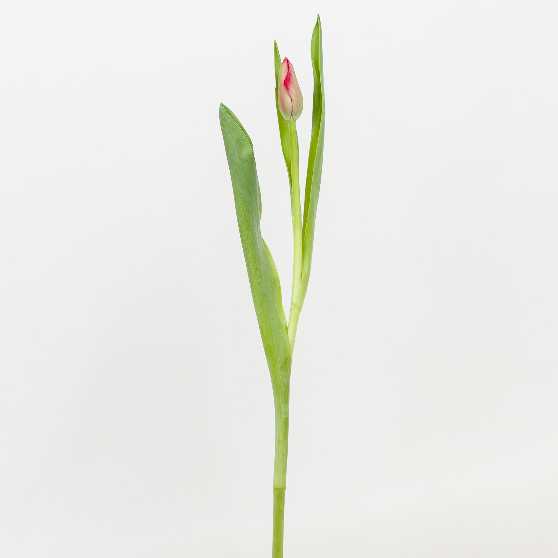 50x Tulipa ile de france en 30cm