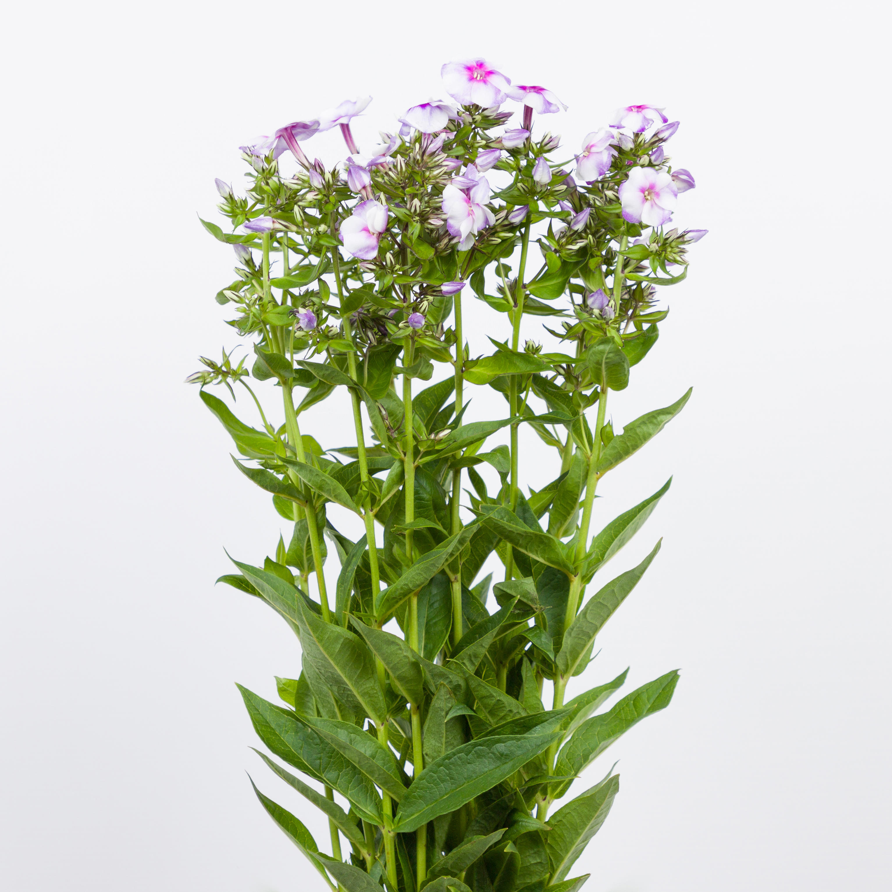 20x Phlox isabella 60cm
