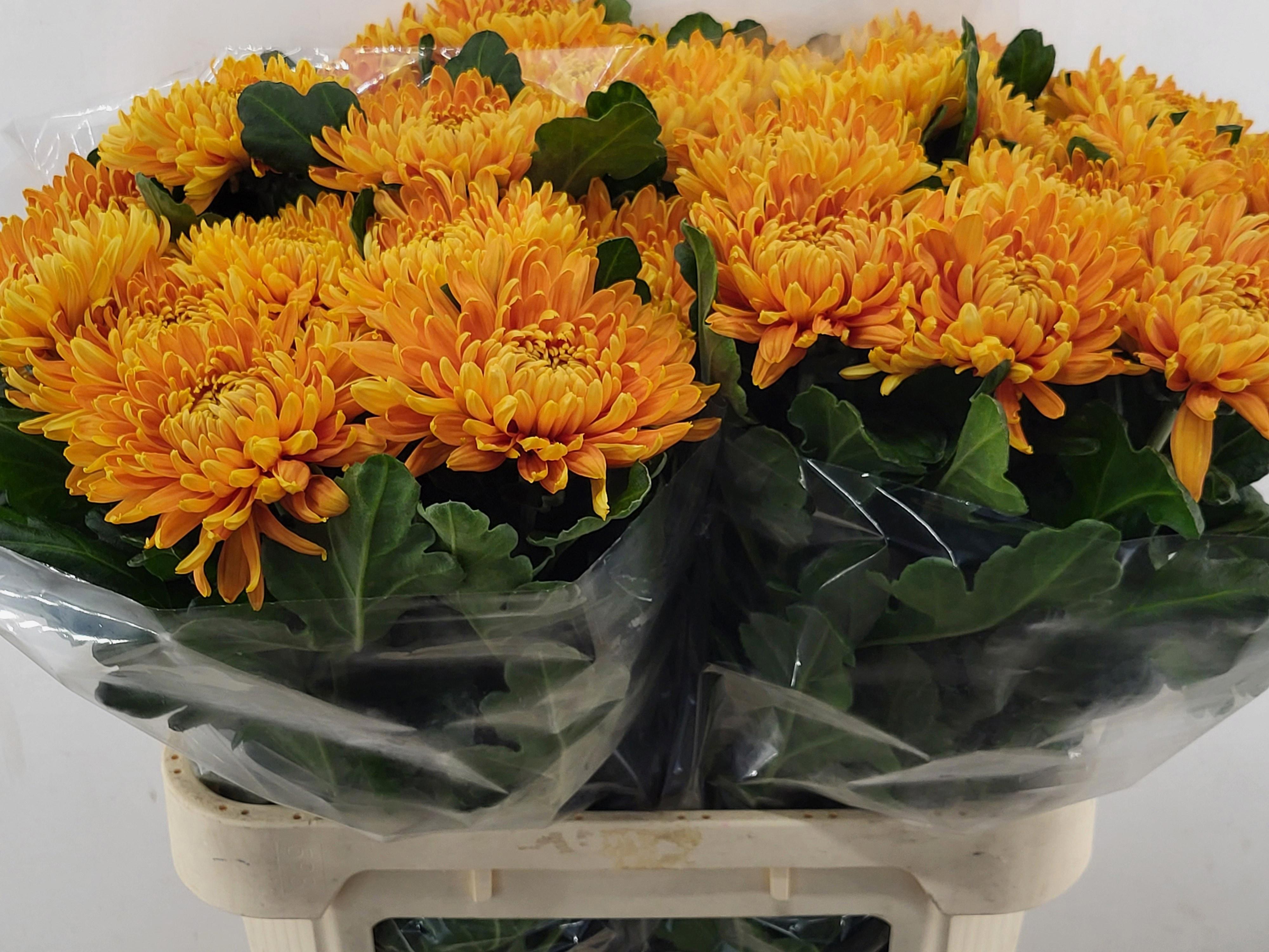 30x Chrysant astro g 80cm