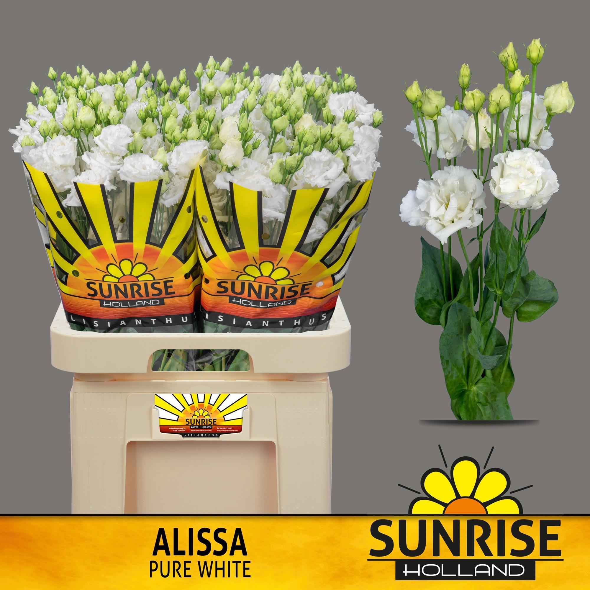 10x Eust.alissa pure white du 70cm