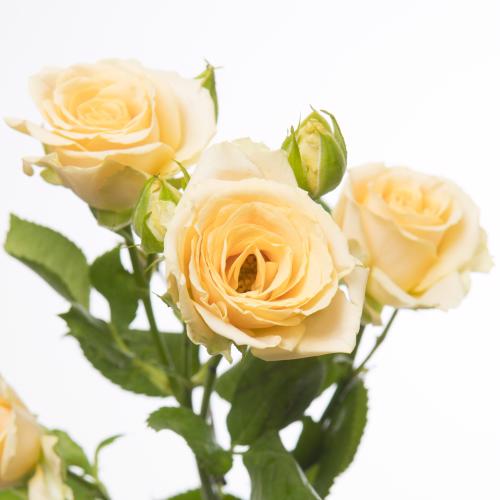 10x Rosa salinero 50cm
