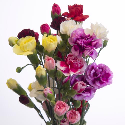 10x Dian.tr.rainbow 60cm
