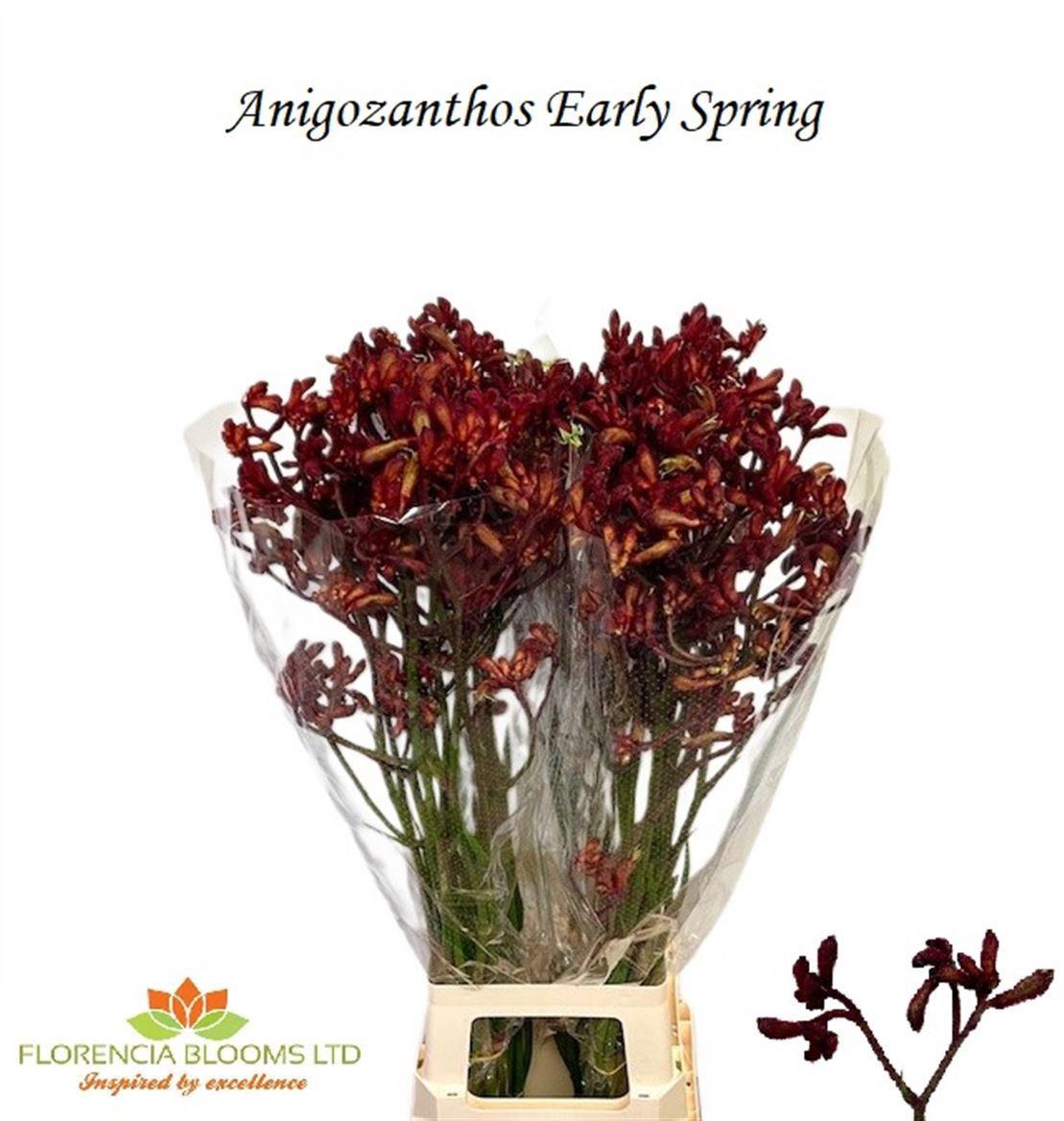 20x Anigoz.early spring 80cm