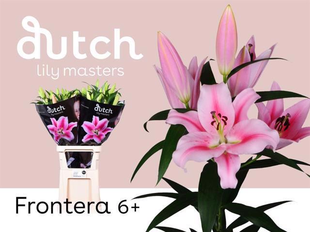 10x Lil.frontera 80cm