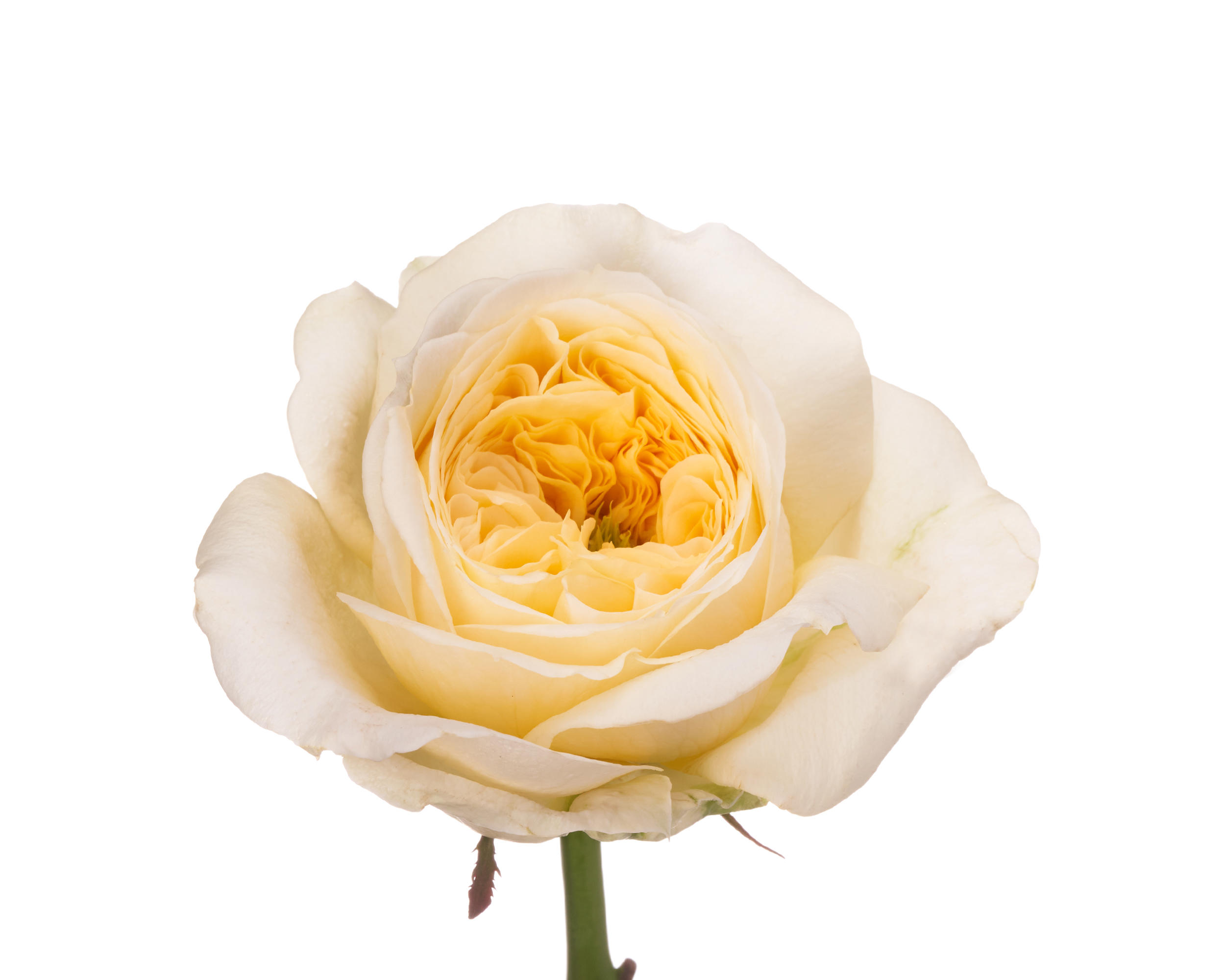 10x Rosa persuation 50cm