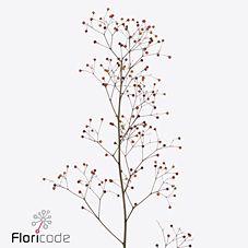25x Talinum long john 70cm