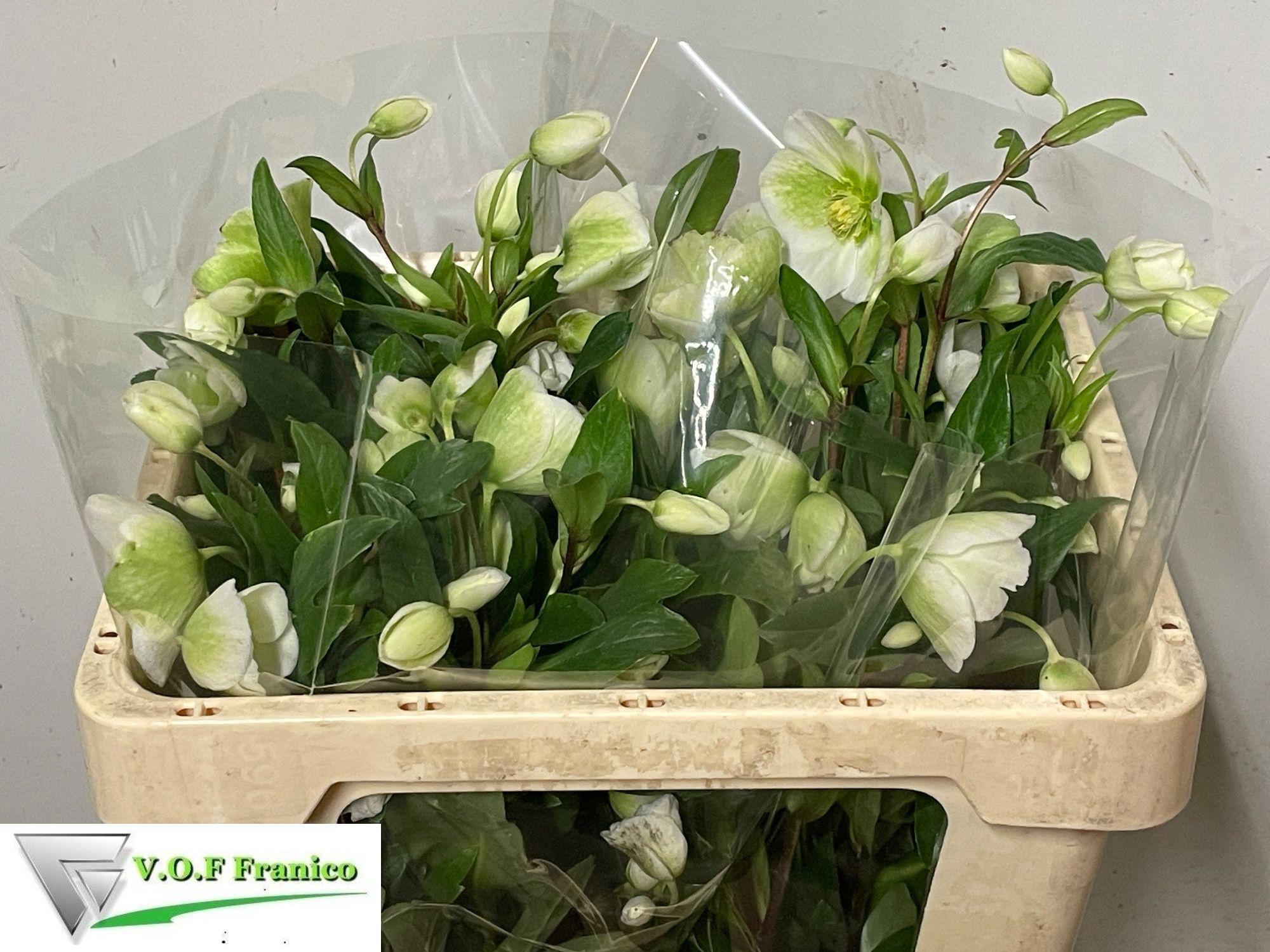 10x Helleborus magnificent bells 50cm