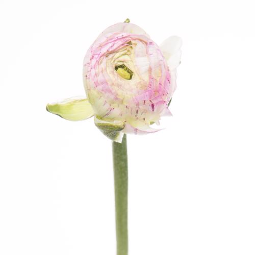 50x Ran.cappuccino roze 30cm