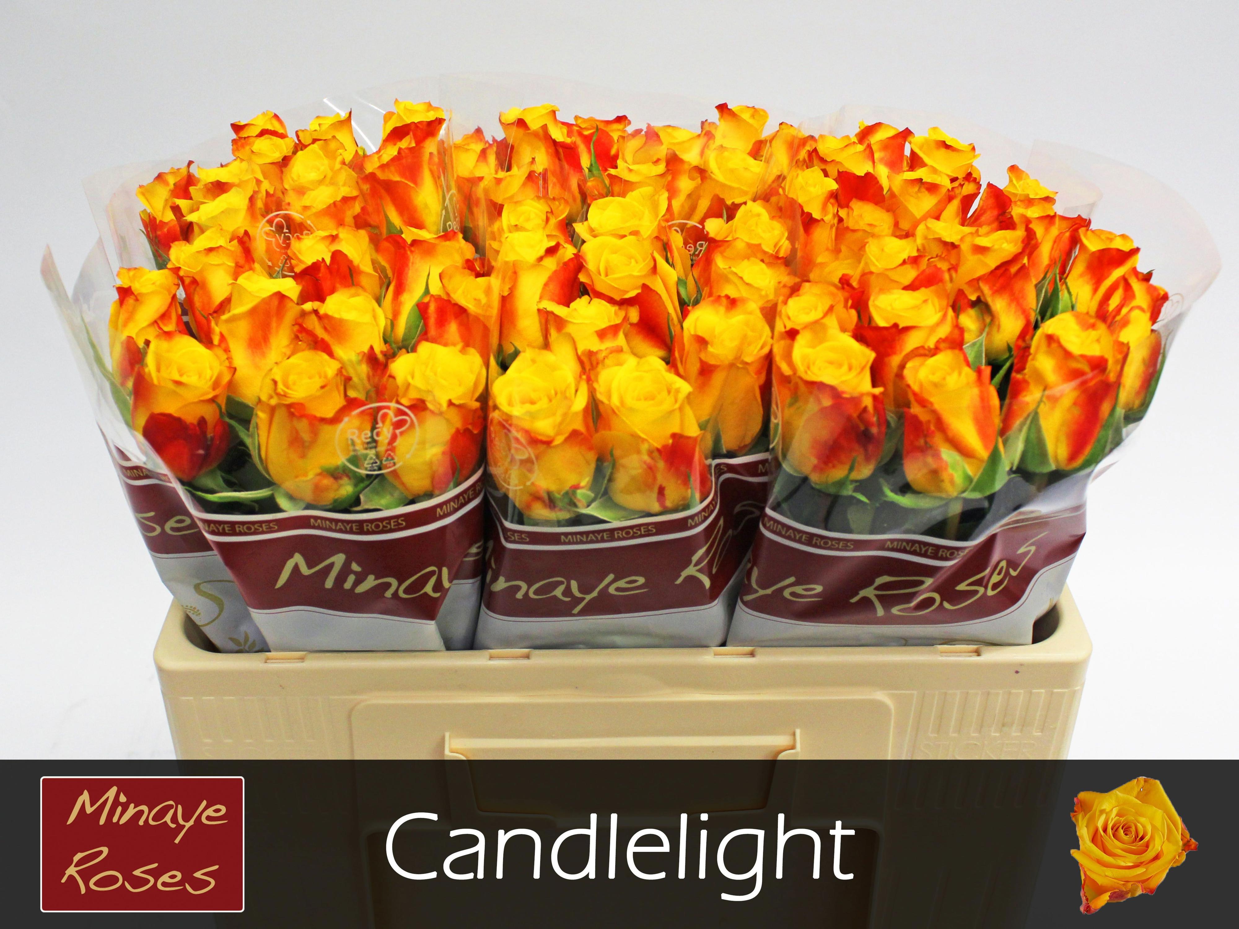 20x Rosa candlelight 50cm