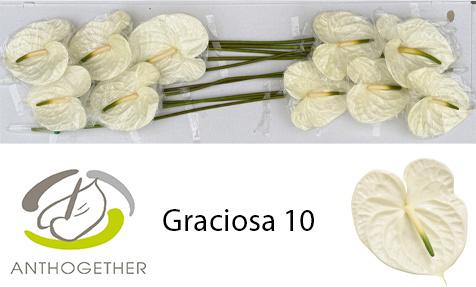 10x Anth.graciosa 10cm