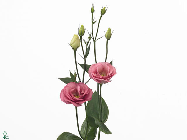 10x Eust.excalibur rose pinkdu 70cm