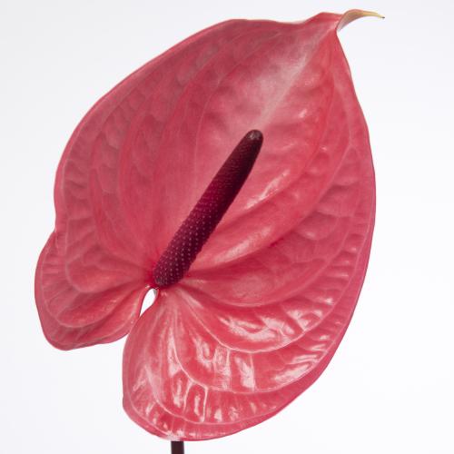 12x Anth.candy 10cm