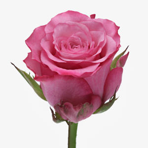 10x Rosa ramonda 40cm