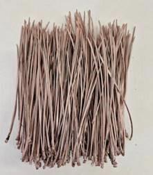 5x Ko pinus strobus naalden champagne 10cm