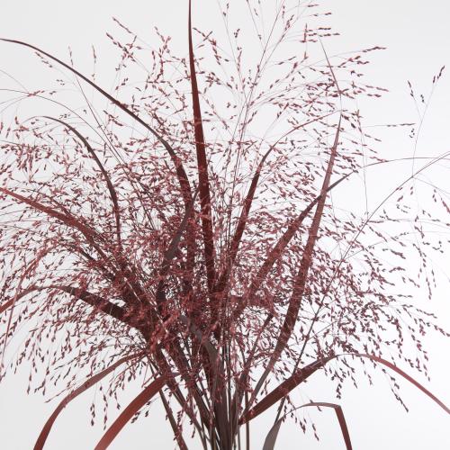 150x Gs panicum rood 80cm
