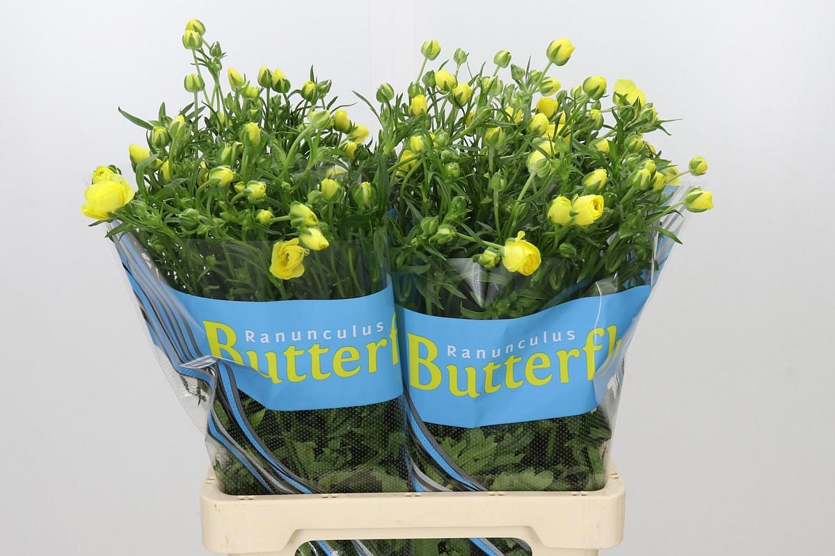 10x Ran.butterfly phytalos 70cm