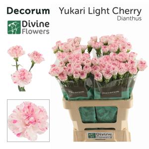 20x Dian.st.yukari cherry 60cm