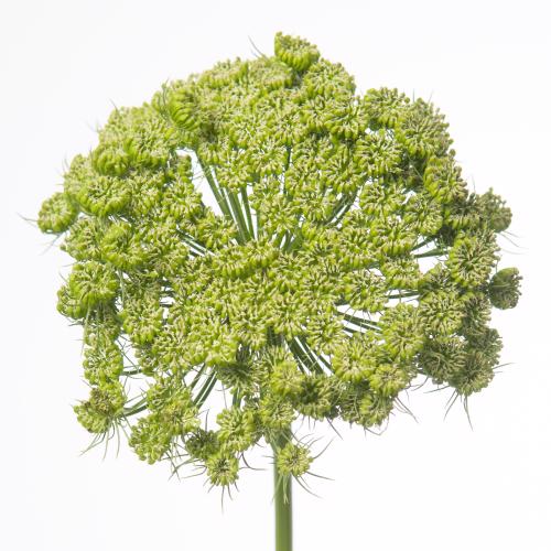 25x Ammi green mist 60cm