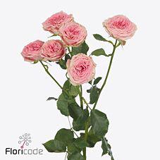 10x Rosa fancy 50cm