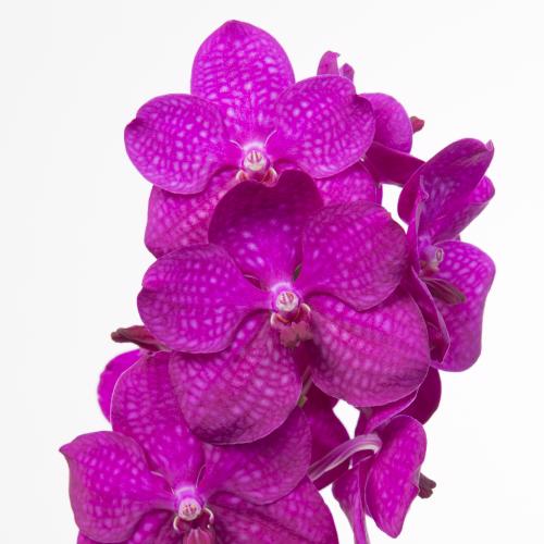 25x Vanda tayanee maxi cerise