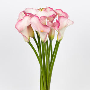 10x Zant.blushing lady 60cm