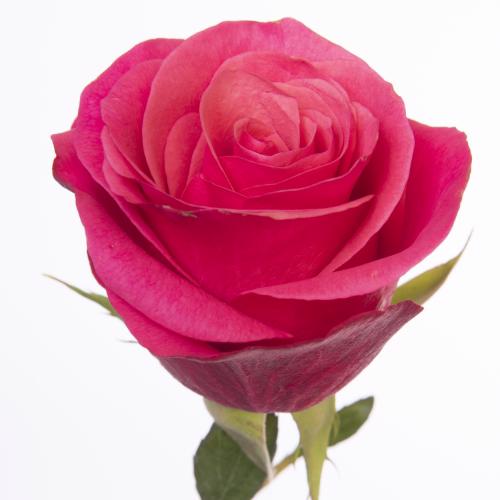 20x Rosa tacazzi+ 40cm