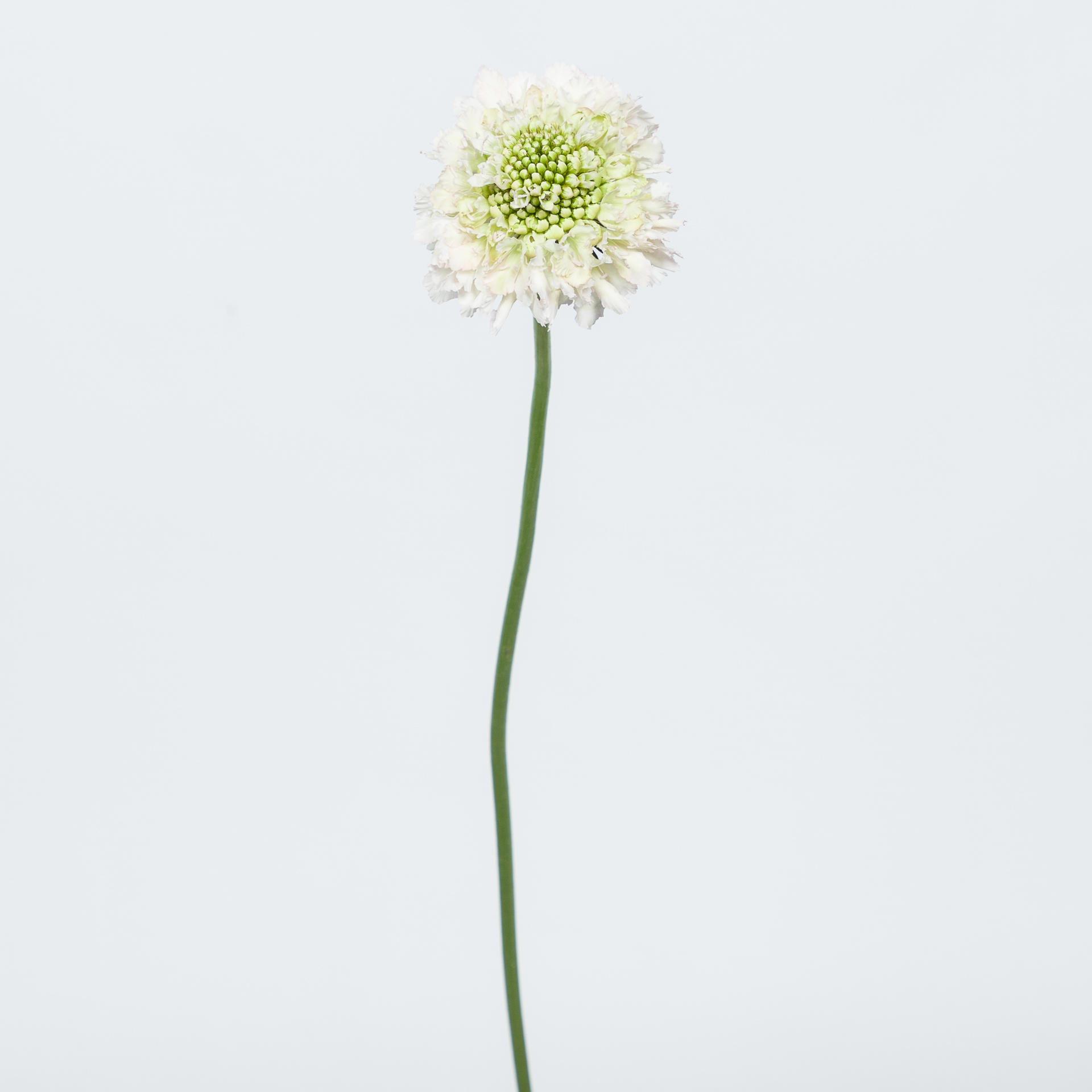 25x Scabiosa french vanilla bon bon scoop 60cm