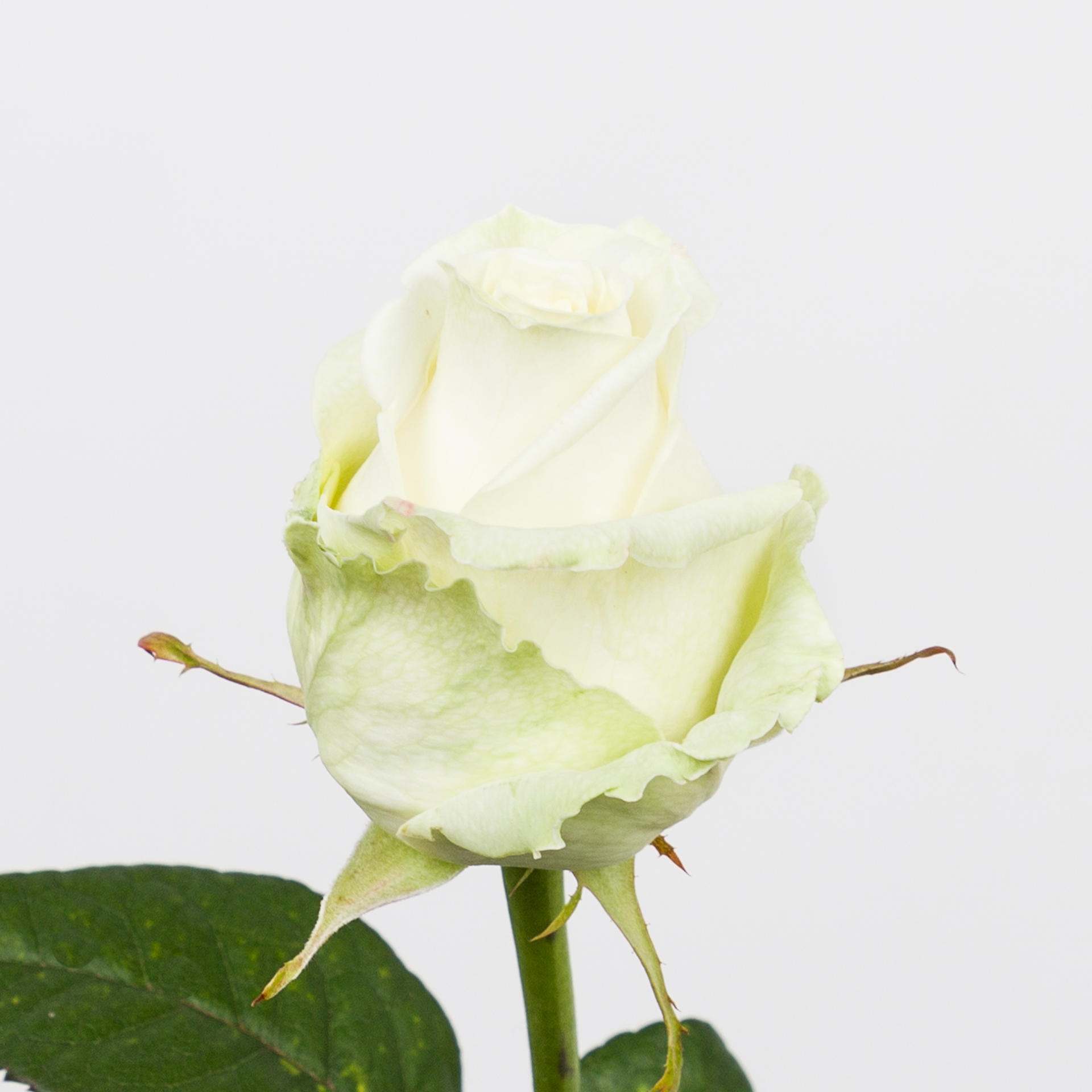 10x Rosa dolomiti 60cm