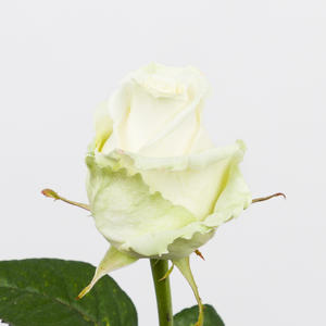 10x Rosa dolomiti 50cm